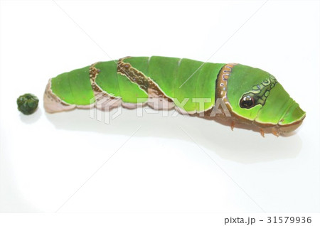 クロアゲハの幼虫 白背景 クロアゲハの幼虫 白背景 31579936