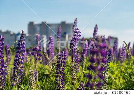 Wild flower garden with lupine field Wild flower garden with lupine field 31580466