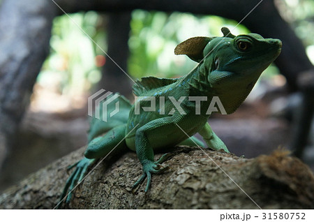 グリーンバジリスク 31580752