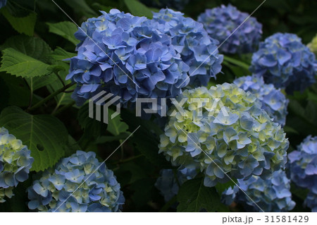 紫陽花6 紫陽花6 31581429