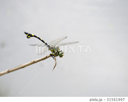 ウチワヤンマ 31581997