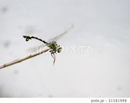 ウチワヤンマ ウチワヤンマ 31581998