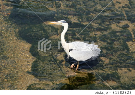水べの鳥「アオサギ」天の川：大阪府枚方市 31582323