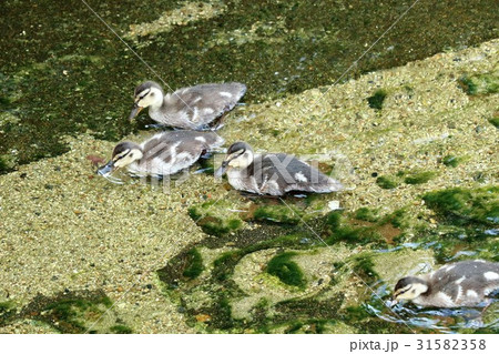 水鳥「マガモ：親子」天の川：大阪府枚方市 31582358