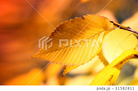 Photos bright autumn background Photos bright autumn background 31582811