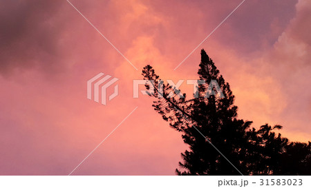 silhouette couple of pine trees silhouette couple of pine trees 31583023