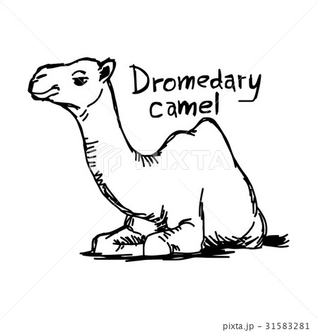 Dromedary Camel Sitting On The Sand のイラスト素材