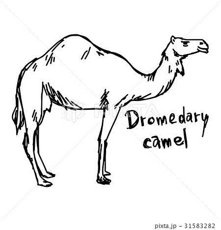 Dromedary Camel Standing On The Sand のイラスト素材 3152