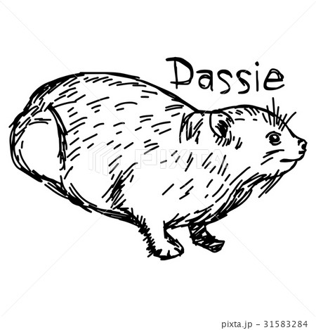 Dassie or Rock Hyrax - vector illustration Dassie or Rock Hyrax - vector illustration 31583284