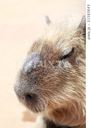 カピバラ (動物 動物園 齧歯類 哺乳類 テンジクネズミ科 体毛 目 パーツカット 鬼天竺鼠 生物) 31583643