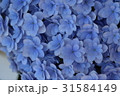 あじさい 31584149
