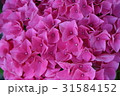 あじさい 31584152