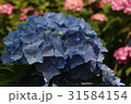あじさい 31584154
