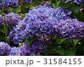 あじさい 31584155