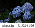 あじさい 31584156