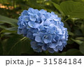 あじさい 31584184