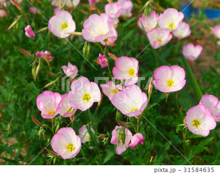 ヒルザキツキミソウ (昼咲き月見草) ヒルザキツキミソウ (昼咲き月見草) 31584635