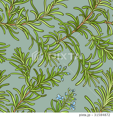 rosemary vector pattern 31584872