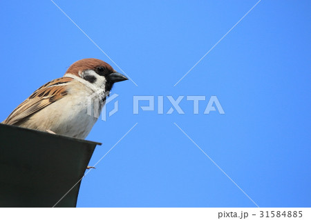 スズメ　スズメ目スズメ科スズメ属 31584885
