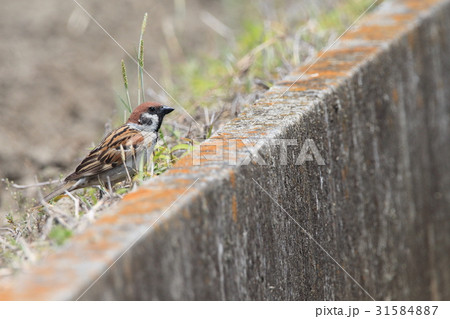 スズメ　スズメ目スズメ科スズメ属 31584887