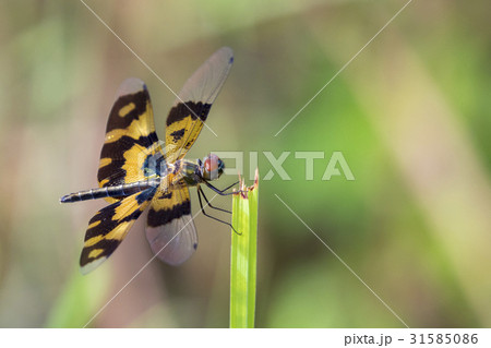 Image of a dragonfly (Rhyothemis variegata) Image of a dragonfly (Rhyothemis variegata) 31585086