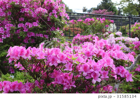 稲佐山のツツジ 31585134