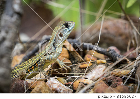 Image of Butterfly Agama Lizard(Leiolepis Cuvier) Image of Butterfly Agama Lizard(Leiolepis Cuvier) 31585627
