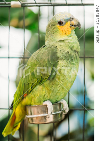 Orange-winged Amazon Or Amazona Amazonica, Also 31585847