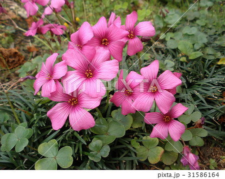 イモカタバミ 31586164