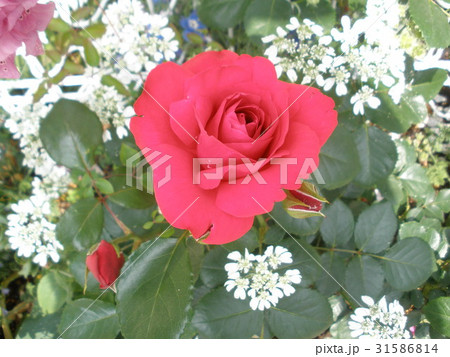 赤バラ 赤バラ 31586814