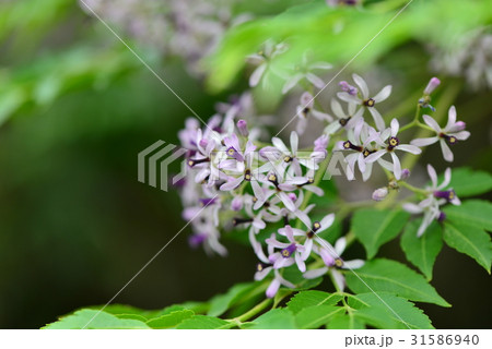 花 フラワー お花 31586940