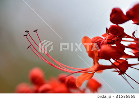 花 フラワー お花 31586969