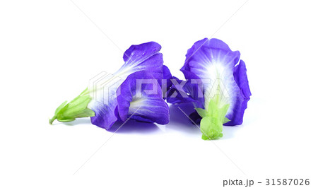 Blue pea butterfly pea close up on white Blue pea butterfly pea close up on white 31587026