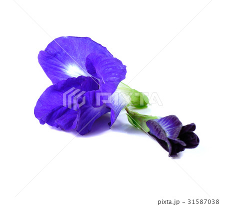 Blue pea butterfly pea close up on white 31587038