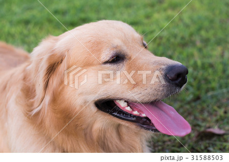 Golden retriever on the green grass Golden retriever on the green grass 31588503