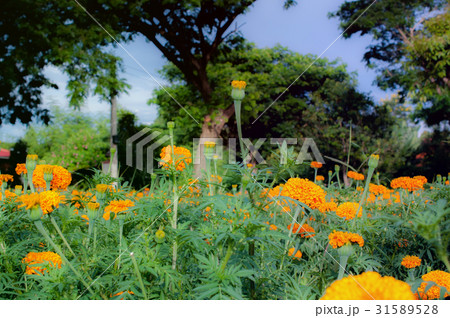 Marigold flower beautiful background 31589528