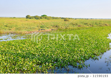 Beautiful Pantanal landscape, South America,Brazil Beautiful Pantanal landscape, South America,Brazil 31590193
