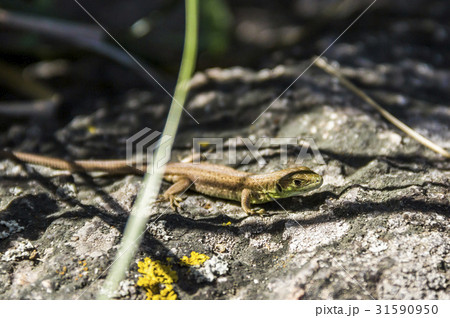 sand lizzard (Lacerta agilis) 31590950