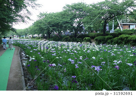 赤堀花しょうぶ園 赤堀花しょうぶ園 31592691