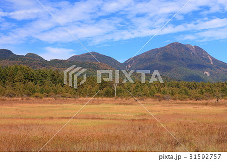 初秋の小田代ヶ原　草紅葉と貴婦人 31592757