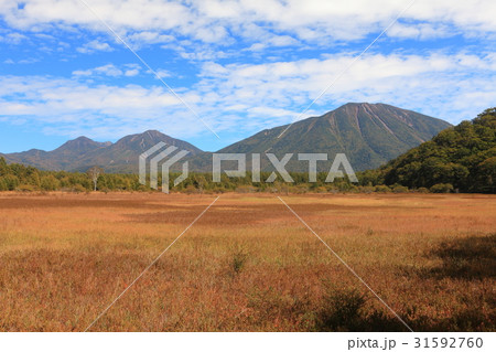 初秋の小田代ヶ原　草紅葉と貴婦人 31592760