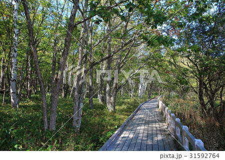 初秋の戦場ヶ原自然研究路（小田代ヶ原付近） 31592764