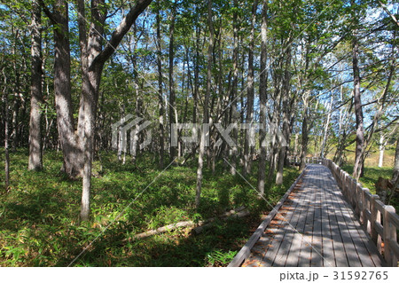 初秋の戦場ヶ原自然研究路（小田代ヶ原付近） 31592765