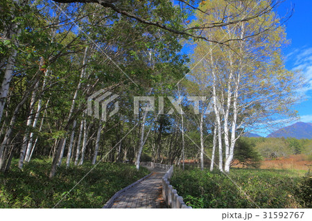 初秋の戦場ヶ原自然研究路（小田代ヶ原付近） 31592767