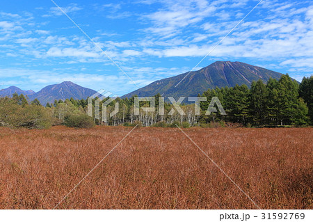 初秋の小田代ヶ原　草紅葉と男体山 31592769