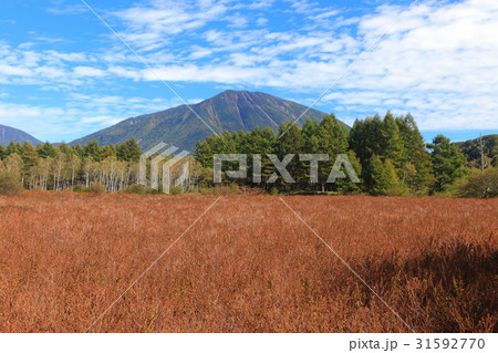初秋の小田代ヶ原　草紅葉と男体山 31592770