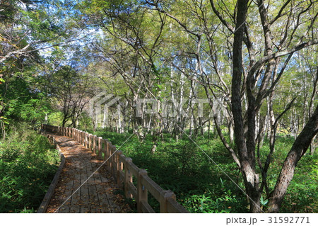 初秋の戦場ヶ原自然研究路 31592771