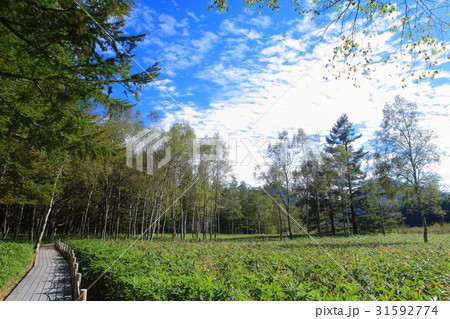 初秋の戦場ヶ原自然研究路(小田代ヶ原付近) 初秋の戦場ヶ原自然研究路(小田代ヶ原付近) 31592774