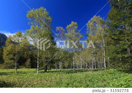 初秋の戦場ヶ原自然研究路（小田代ヶ原付近） 31592778