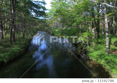 初秋の戦場ヶ原自然研究路（赤沼橋から見た湯川） 31592786